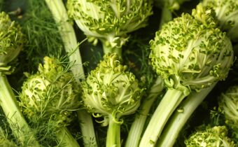 Fennel Benefits Guide