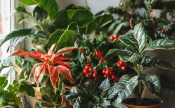 Holiday Plants Guide