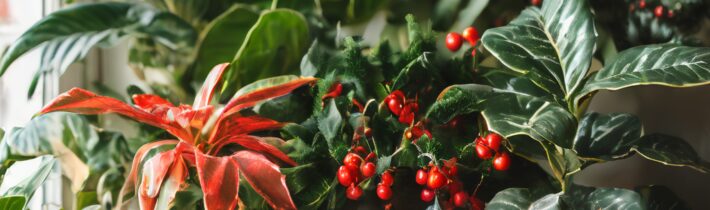 Holiday Plants Guide
