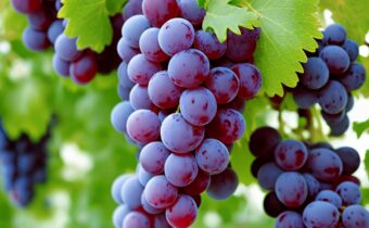 Keeping Grapes Fresh Longer