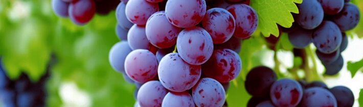 Keeping Grapes Fresh Longer