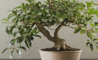 Low-Maintenance Ficus Guide
