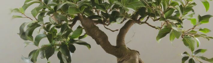 Low-Maintenance Ficus Guide