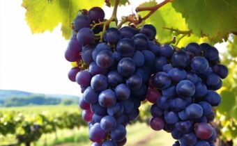 Muscadine Grapes for Longevity