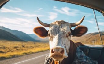 Road Trip Tips with No Cow