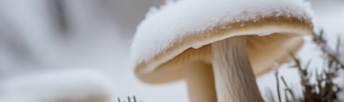 Snow Mushroom Skin Benefits