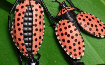 Spotted Lanternfly Guide