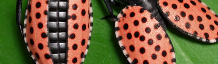 Spotted Lanternfly Guide