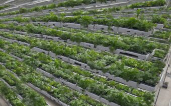 Walmart’s Vertical Farming Initiative