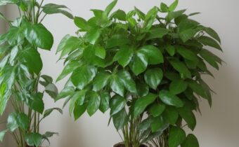 76. Keep Plants Alive While You’re Away