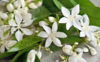 Beauty Benefits of Jasmine: Nature’s Fragrant Healer