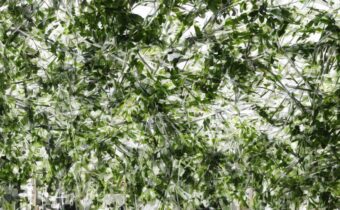 Canopy x Laneige Collaboration