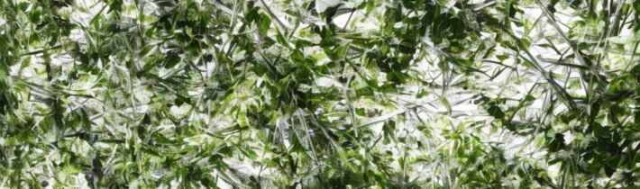 Canopy x Laneige Collaboration