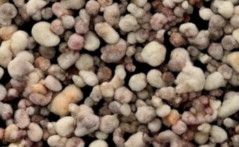 Common Types of Skin Fungus