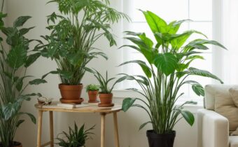 Essential Tools for Thriving Indoor Plants
