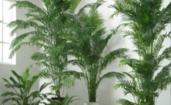 Growing Indoor Palm Plants