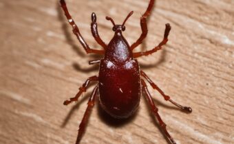 Lone Star Tick: A Growing Threat to Public Health