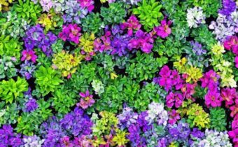 Perfect Plants for Your Zodiac Sign