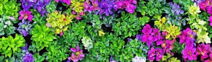Perfect Plants for Your Zodiac Sign