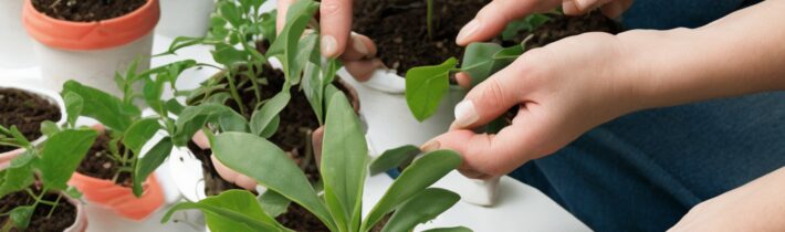 Plant Propagation Tips
