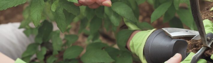 Plant Pruning Tips