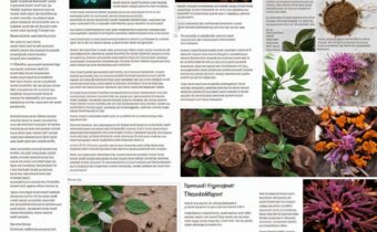 Understanding Adaptogens