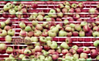 Are Bruised Apples Safe?