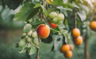Beginner-Friendly Fruits to Grow