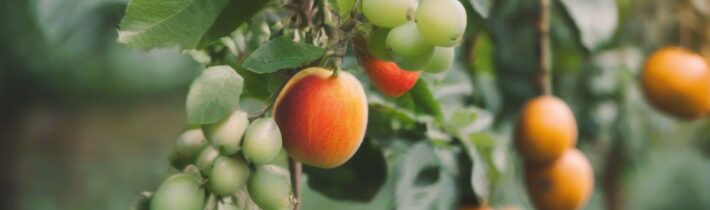 Beginner-Friendly Fruits to Grow