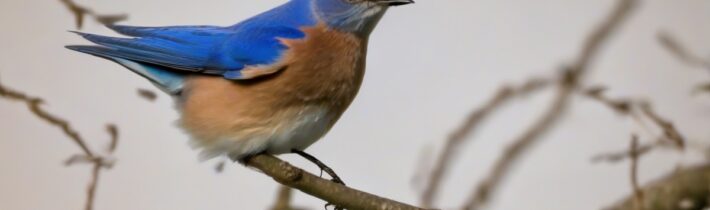 Bluebird Spiritual Meaning