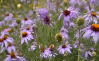 Fall Wildflower Planting Guide