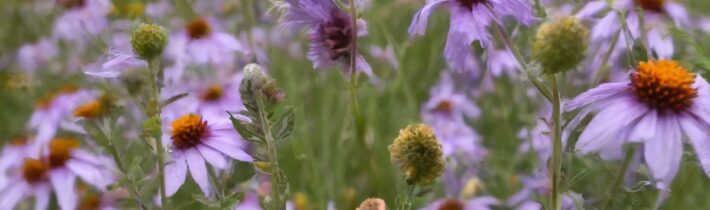 Fall Wildflower Planting Guide