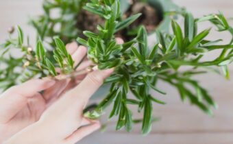 Holiday Plants Guide