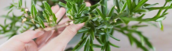 Holiday Plants Guide