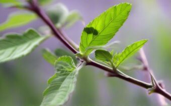 Holy Basil: Nature’s Stress Fighter
