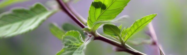 Holy Basil: Nature’s Stress Fighter