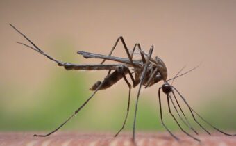 Mosquito Bite Prevention