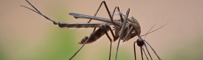 Mosquito Bite Prevention