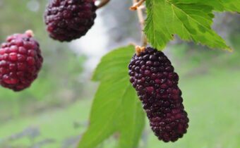 The Magic of Mulberries