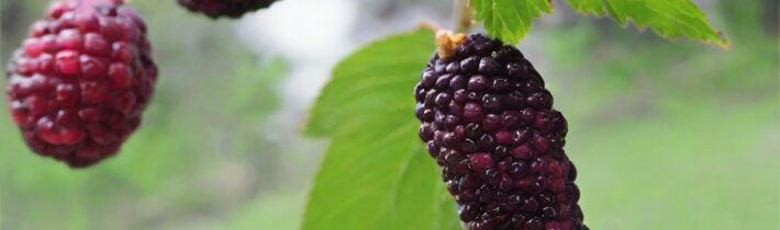 The Magic of Mulberries