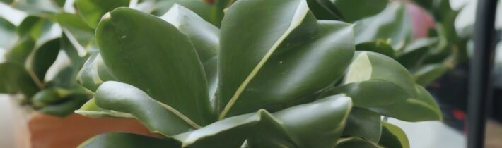 Caring for Baby Rubber Plants