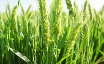 Does Wheatgrass Contain Gluten?