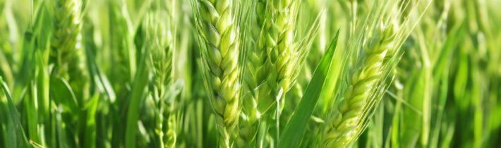 Does Wheatgrass Contain Gluten?