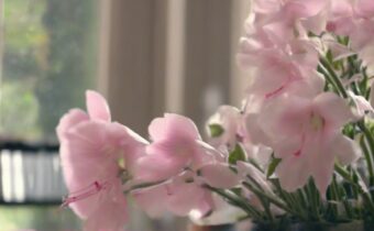 Indoor Flowering Plants