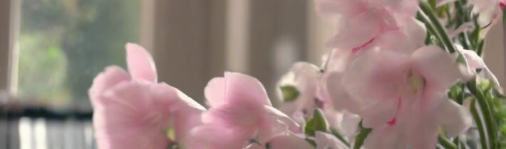 Indoor Flowering Plants
