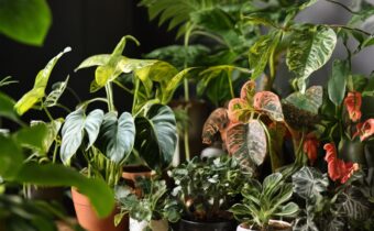 Perfect Gifts for Plant Enthusiasts