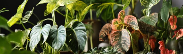 Perfect Gifts for Plant Enthusiasts