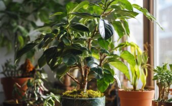 The Best Gift Plant for Every Occasion