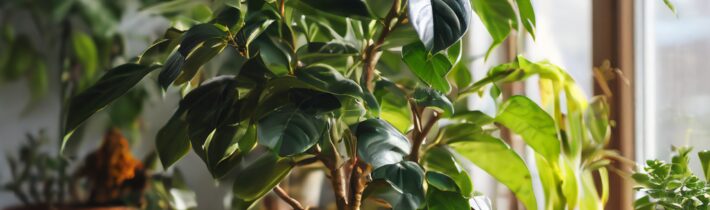 The Best Gift Plant for Every Occasion