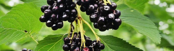 Black Elderberry: Nature’s Most Powerful Immune System Booster